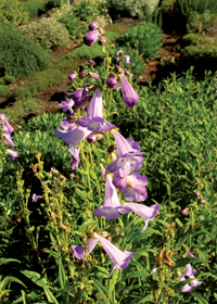 Penstemon x campanulatus 'Lady Alice Hindley'